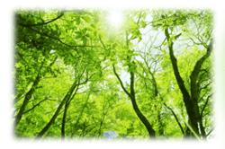 自然の緑